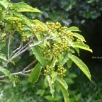 Pittosporum senacia Bois de joli coeur Pit tosporaceae Indigène La Réunion 6522.jpeg