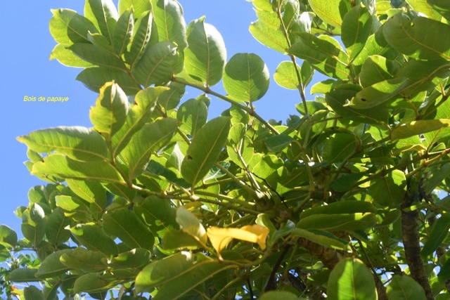 Polyscias repanda Bois de papaye Arali aceae Endémique La Réunion 6541.jpeg