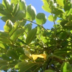 Polyscias repanda Bois de papaye Arali aceae Endémique La Réunion 6541.jpeg