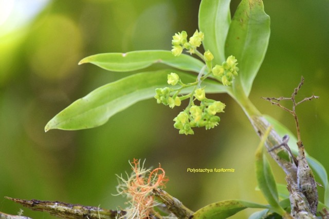 Polystachya fusiformis Orchidacea e Indigène La Réunion 6645.jpeg