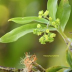 Polystachya fusiformis Orchidacea e Indigène La Réunion 6645.jpeg