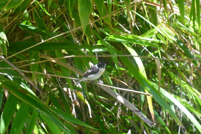 Saxicola tectes Tec-tec Muscicapid ae Endémique La Réunion 6543.jpeg