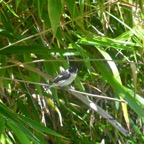 Saxicola tectes Tec-tec Muscicapid ae Endémique La Réunion 6543.jpeg