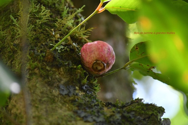 Syzygium cordemoyi Bois de pomme  Myrt aceae Endémique La Réunion 6613.jpeg