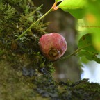 Syzygium cordemoyi Bois de pomme  Myrt aceae Endémique La Réunion 6613.jpeg