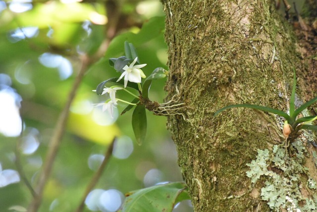 Angraecum_cucullatum_EPIDENDROIDEAE_Indigene_Reunion_MB3_0713.jpg