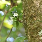 Angraecum_cucullatum_EPIDENDROIDEAE_Indigene_Reunion_MB3_0713.jpg