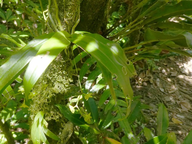 Angraecum_obversifolium_EPIDENDROIDEAE_Indigene_Reunion_P1050643b.jpg