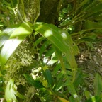 Angraecum_obversifolium_EPIDENDROIDEAE_Indigene_Reunion_P1050643b.jpg
