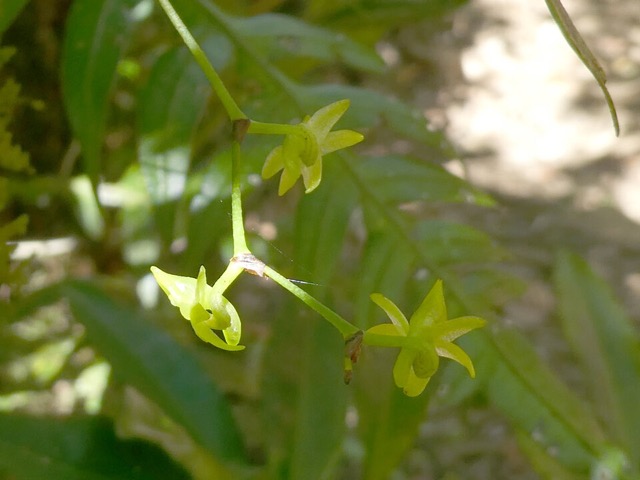 Angraecum_obversifolium_EPIDENDROIDEAE_Indigene_Reunion_P1050643c.jpg