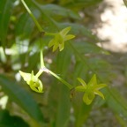 Angraecum_obversifolium_EPIDENDROIDEAE_Indigene_Reunion_P1050643c.jpg