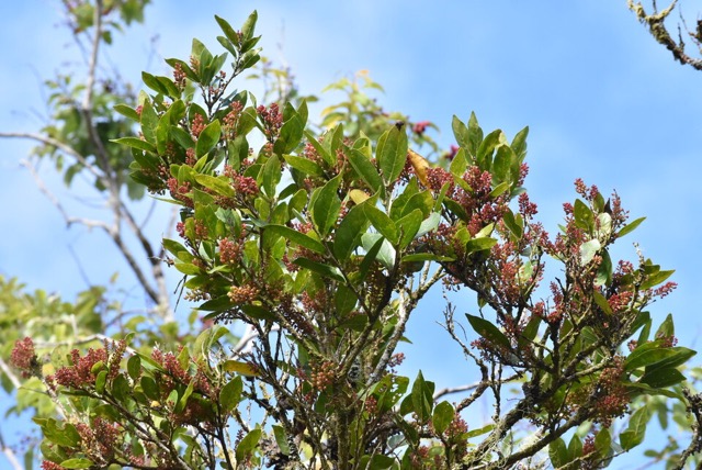 Antidesma_madagascariense_Bois_de_cabri_blanc_PHYLLANTACEAE_Indigene_Teunion_.jpg