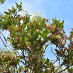 Antidesma_madagascariense_Bois_de_cabri_blanc_PHYLLANTACEAE_Indigene_Teunion_.jpg