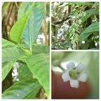 Bertiera_borbonica_var._stipulata_Bois_de_raisin_RUBIACEAE_Endemique_Reunion_20221228_175608.jpg