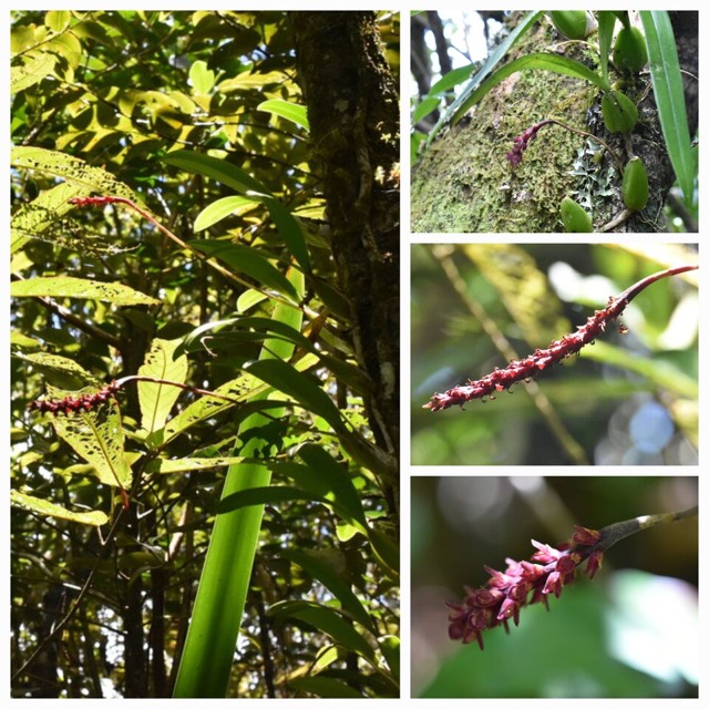 Bulbophyllum_bernadetteae_(variante_rouge)_EPIDENDROIDEAE_Indigene_Reunion_20221228_180245.jpg