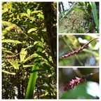 Bulbophyllum_bernadetteae_(variante_rouge)_EPIDENDROIDEAE_Indigene_Reunion_20221228_180245.jpg