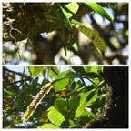 Bulbophyllum_occultum_EPIDENDROIDEAE_Indigene_Reunion_20221228_180333.jpg