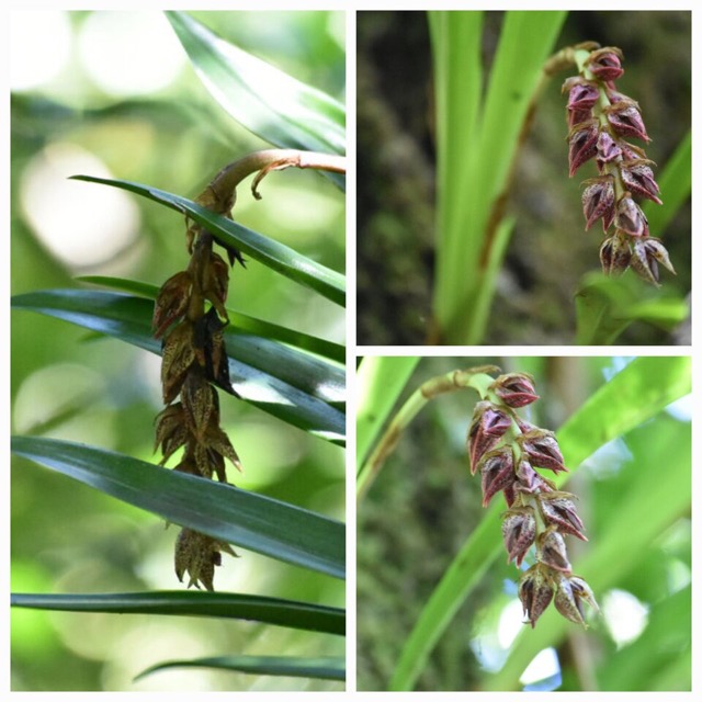 Bulbophyllum_variegatum_EPIDENDROIDEAE_Indigene_Reunion_20221228_180017.jpg