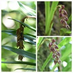 Bulbophyllum_variegatum_EPIDENDROIDEAE_Indigene_Reunion_20221228_180017.jpg