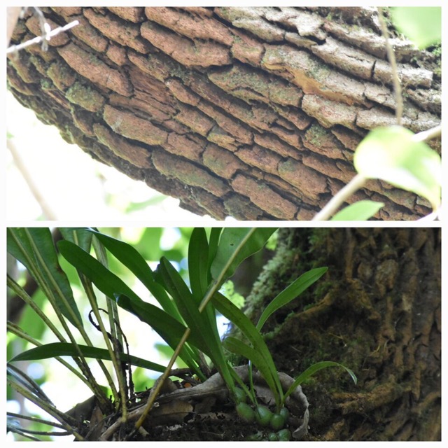 Bulbophyllum_variegatum_sur_Bois_de_rempart_EPIDENDROIDEAE_Indigene_Reunion_20221228_175928.jpg