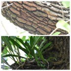 Bulbophyllum_variegatum_sur_Bois_de_rempart_EPIDENDROIDEAE_Indigene_Reunion_20221228_175928.jpg