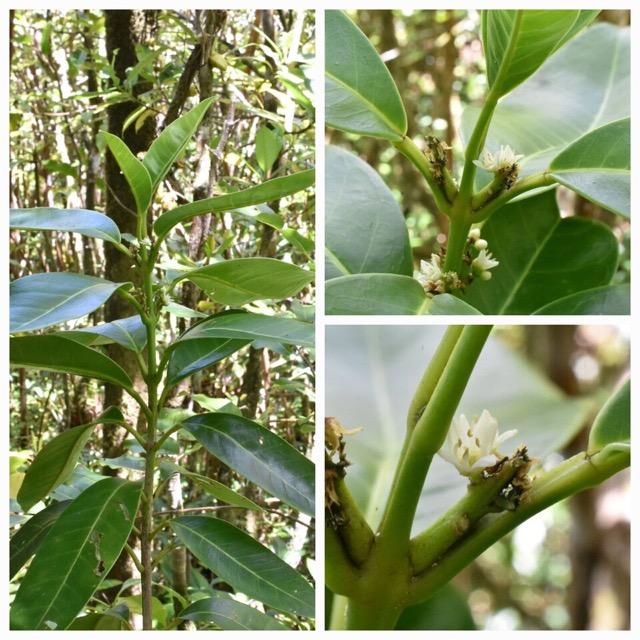 Melicope_obscura_Petit_catafaille_RUTACEAE_Endemique_Reunion_20221228_175313.jpg