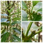 Melicope_obscura_Petit_catafaille_RUTACEAE_Endemique_Reunion_20221228_175313.jpg