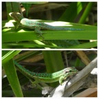 Phelsuma_borbonica_Lezard_vert_des_hauts_GEKKONIDAE_Endemique_Reunion_20221228_164536.jpg