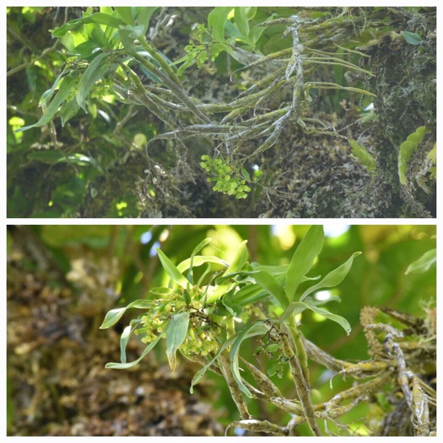 Polystachya_fusiformis_EPIDENDROIDEAE_Indigene_Reunion_20221228_180511.jpg