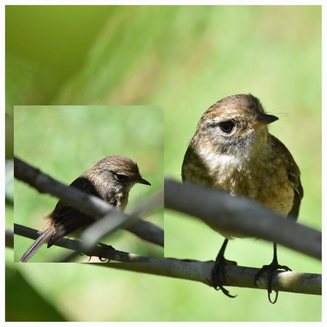 Saxicola_tectes_Tec_tec_MUSCICAPIDAE_Endemique_Reunion_20221228_165117.jpg