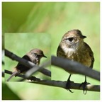 Saxicola_tectes_Tec_tec_MUSCICAPIDAE_Endemique_Reunion_20221228_165117.jpg