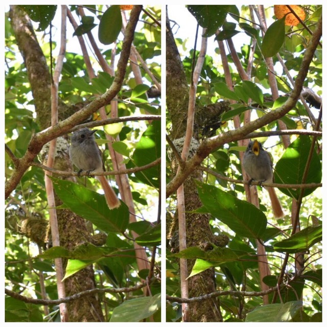 Terpsiphone_bourbonnensis_Zoiseau_La_Vierge_MONARCHIDAE_Endemique_Reunion_20221228_165330.jpg