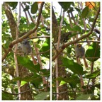 Terpsiphone_bourbonnensis_Zoiseau_La_Vierge_MONARCHIDAE_Endemique_Reunion_20221228_165330.jpg