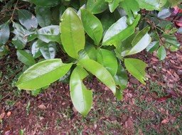 2. Feuilles du cerisier du Brésil