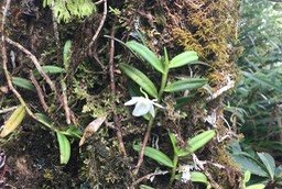 21. Angraecum cucullatum IMG_3635.JPG