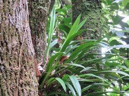 8. Bulbophyllum variegatum Thouars - Ø - Orchidacées - Madagascar, La Réunion, Maurice.rtfd IMG_2347.JPG