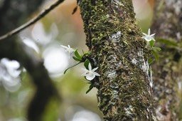 Angraecum cucullatum - EPIDENDROIDEAE - Indigène Réunion - MB2_5237