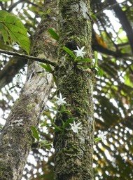 Angraecum cucullatum - EPIDENDROIDEAE - Indigène Réunion - P1030392