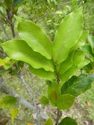 Antidesma madagascariense - Bois de cabri blanc - PHYLLANTACEAE - Indigène Réunion