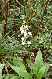 Calanthe sylvatica - EPIDENDROIDEAE - Indigène Réunion