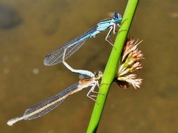 accouplement demoiselles Africallagma glaucum (24)