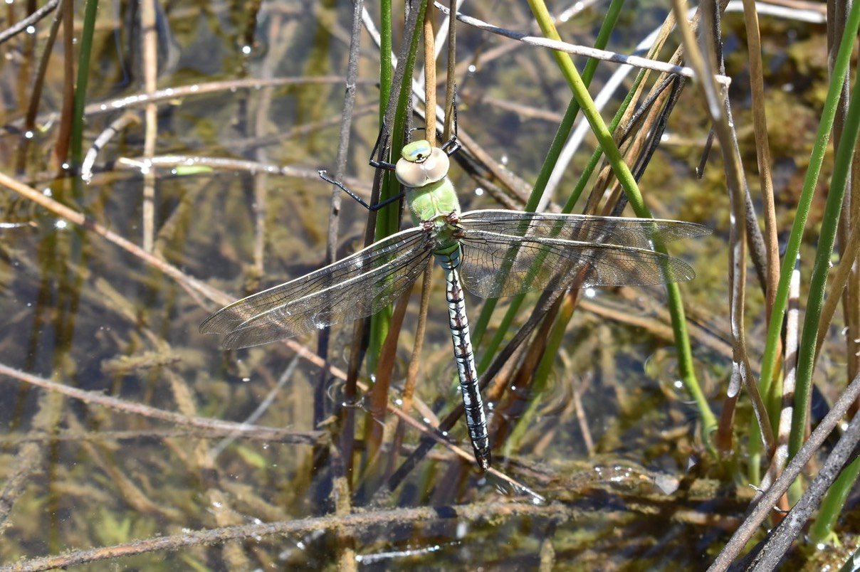Anax imperator (mâle ?, femelle ?) - AESCHNIDAE - exotique