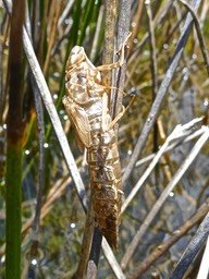 Exuvie de libellule Anax imperator P1480780