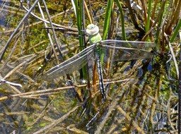 libellule Anax imperator  fraîchement sortie de son exuvie  P1480784