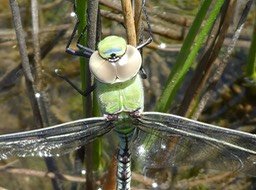 libellule Anax imperator P1480798