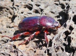 Marronus borbonicus (2)