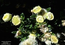 Psiadia callocephala . asteraceae P1480639