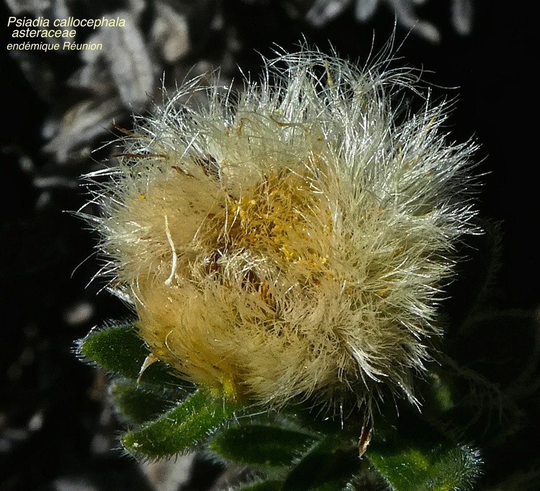 Psiadia callocephala .P1480643