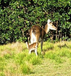 Biche et son faon P1770059