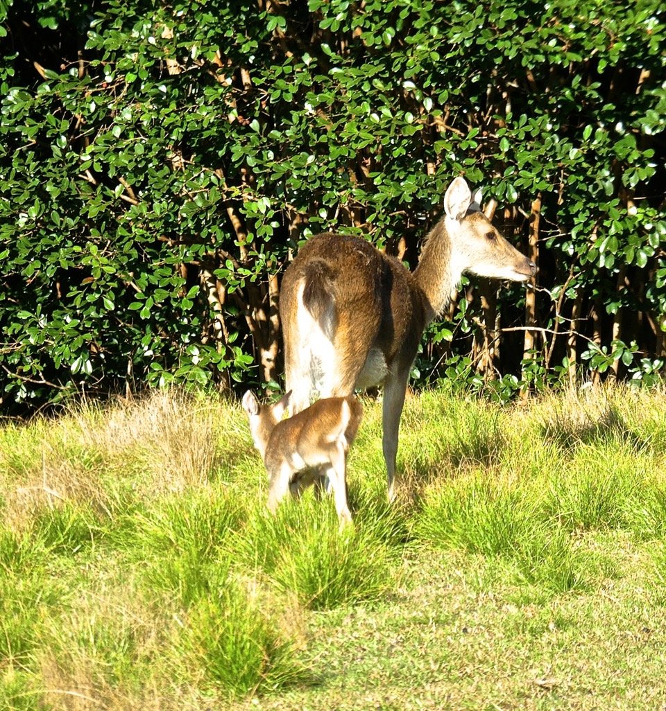 Biche et son faon P1770059